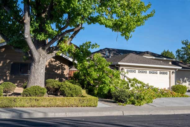 Emergency tree service