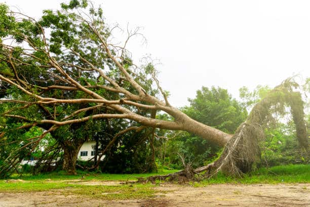 Land clearing service