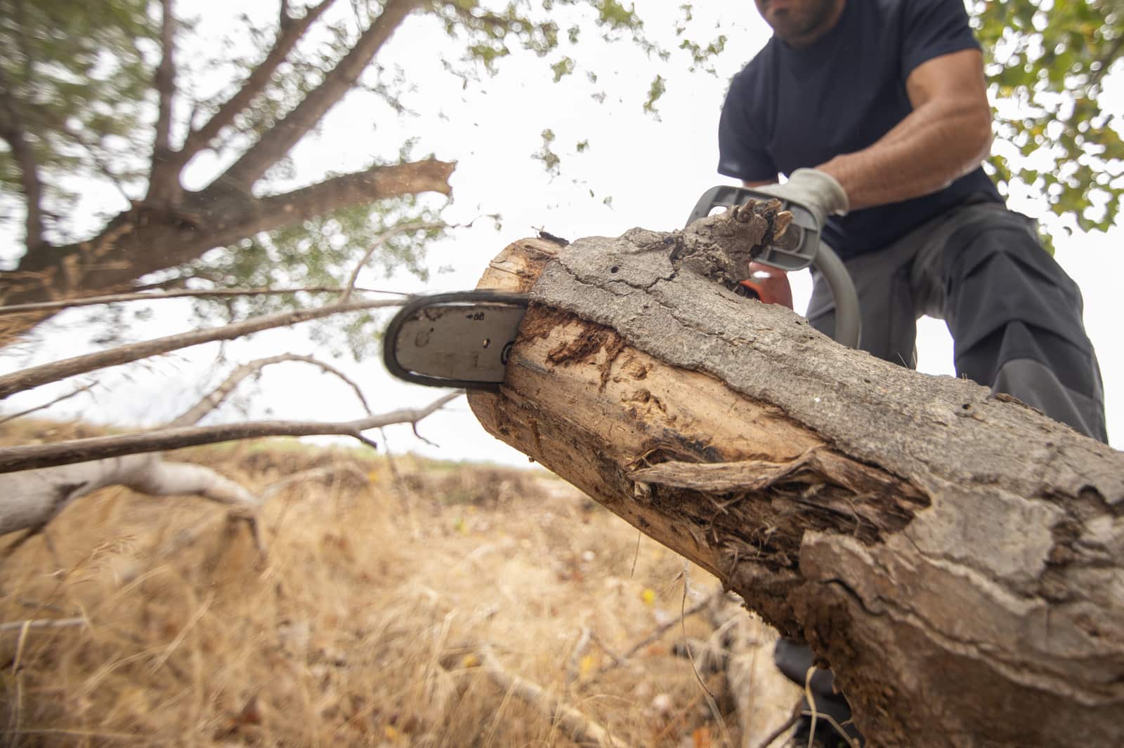 Tree removal service in Dallas